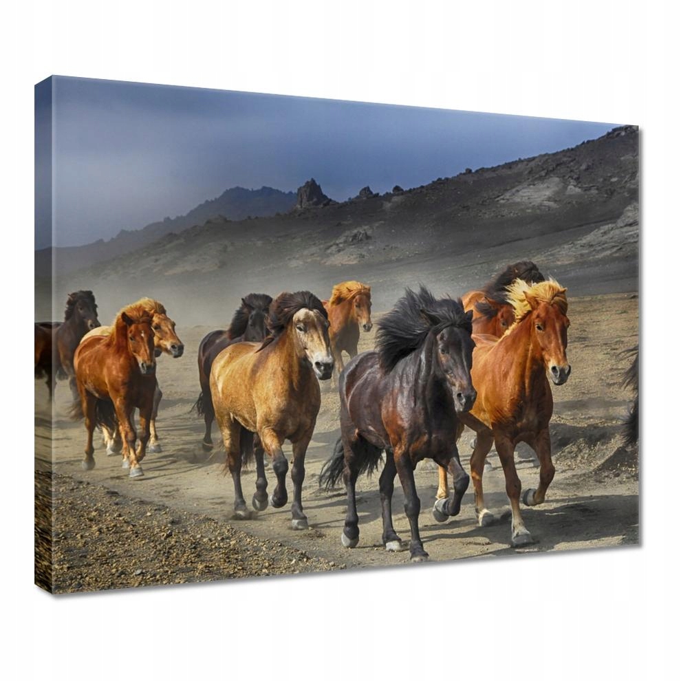

Obrazy 50x40 Koń Konie Jeździectwo
