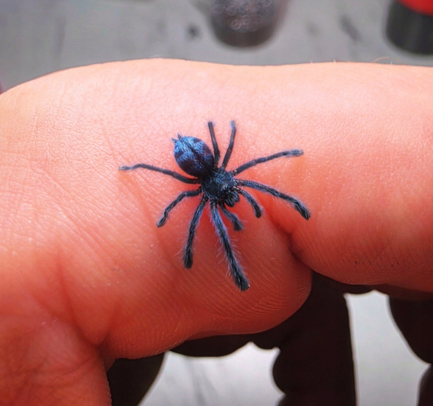 Caribena laeta L3/L4 + Heat pack