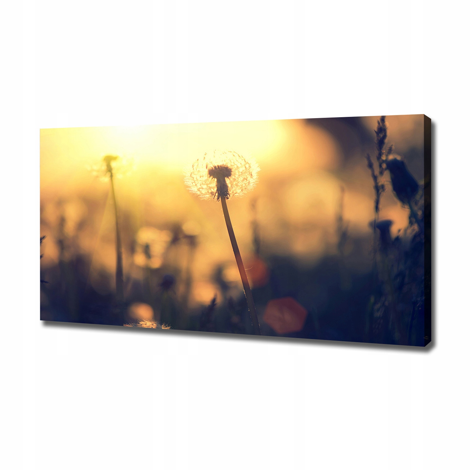 

Foto obraz canvas na ścianę Dmuchawiec 120x60 cm