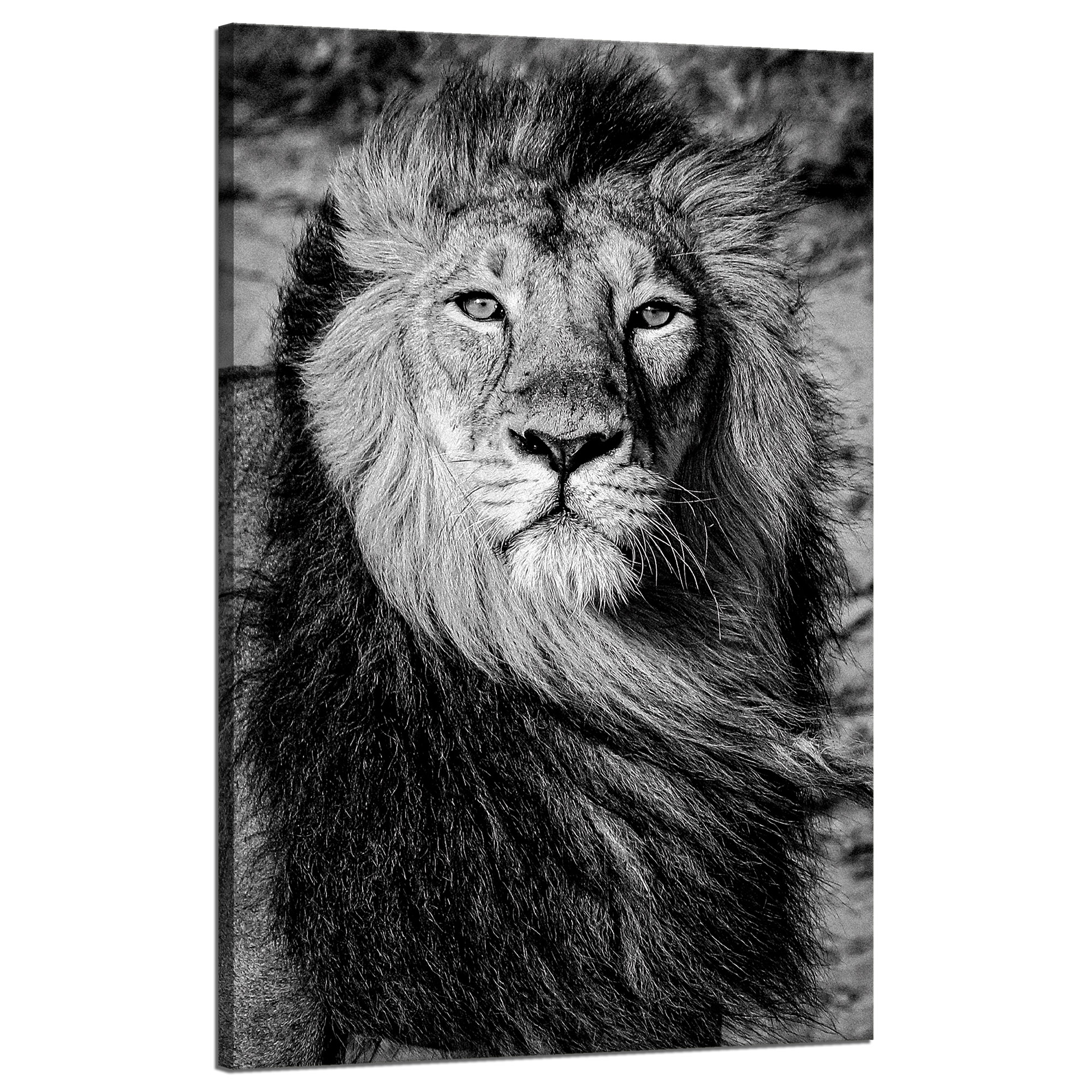 Obraz na plátně Šedá Hříva Lva Tvář Oči 50x80 cm