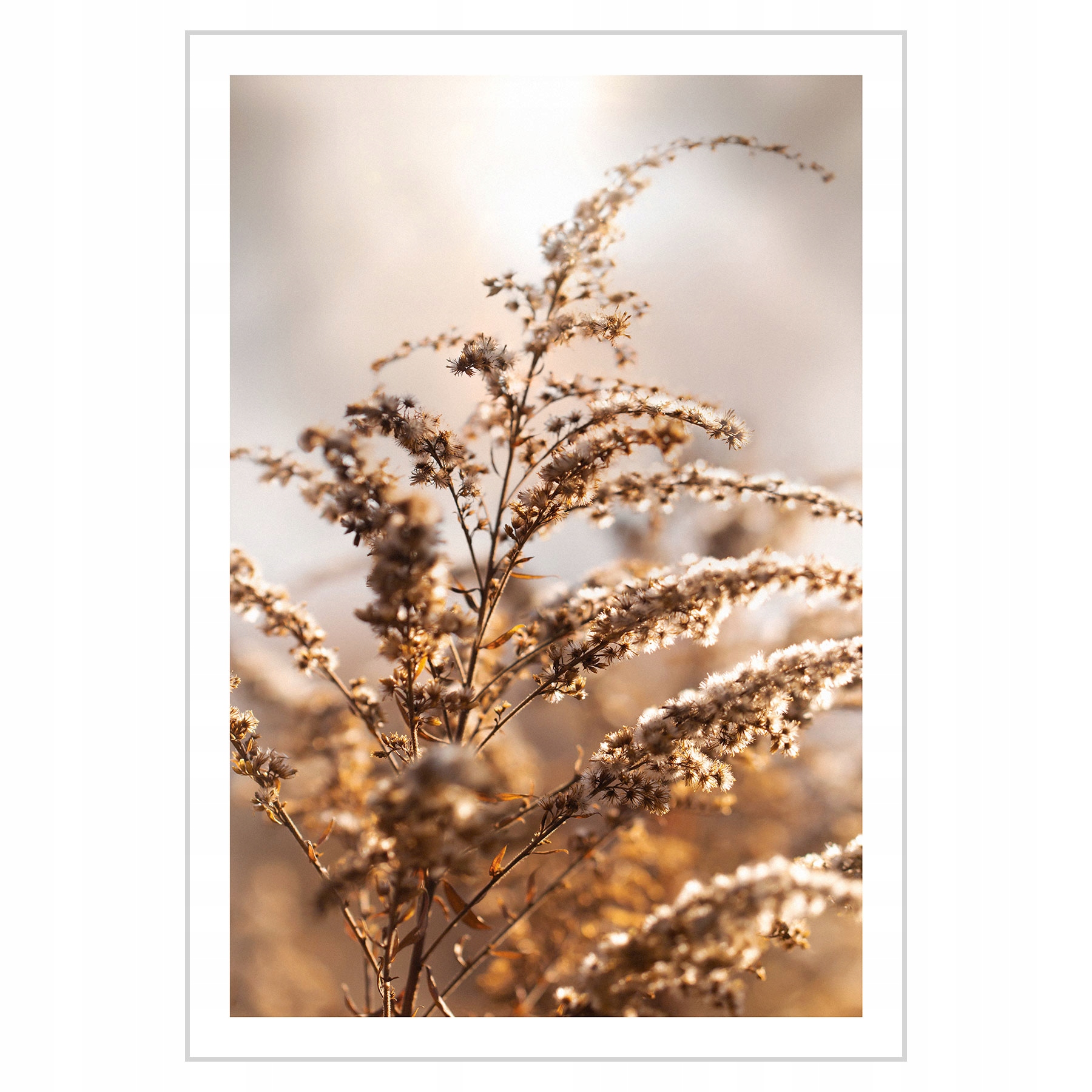 

Plakat 21x30 Trawy Łąka Natura
