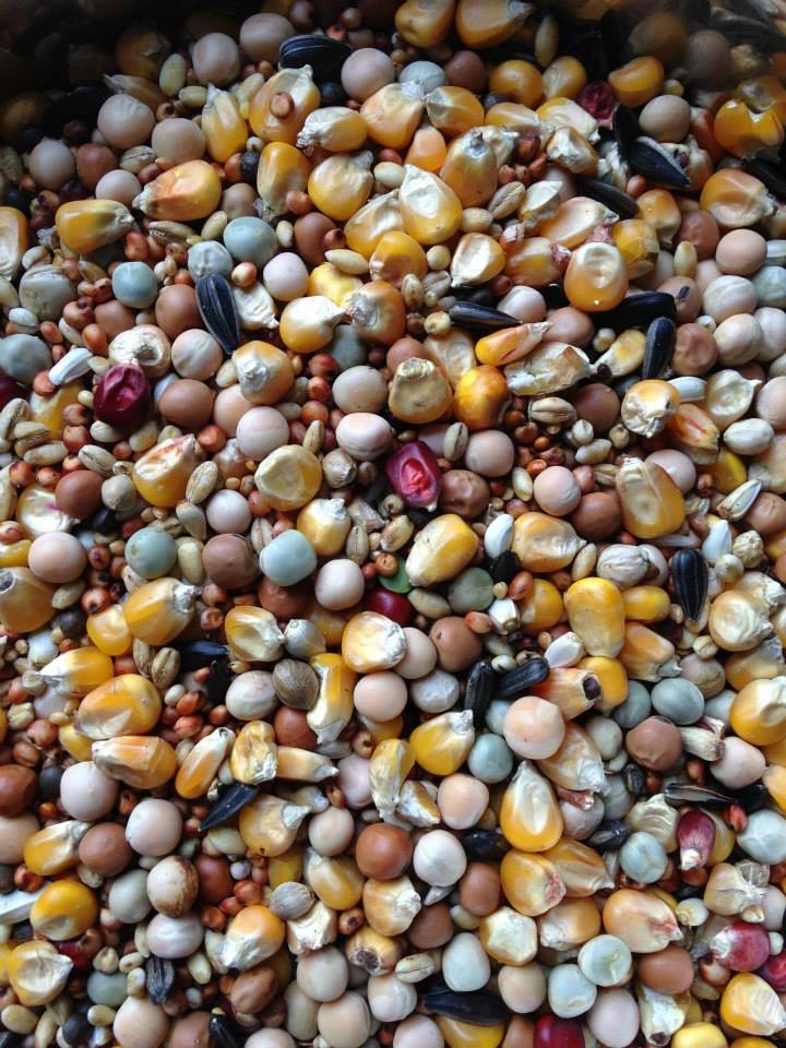 Karma dla gołębi RL Rozpłodowo-lotowa ADMAT-POL