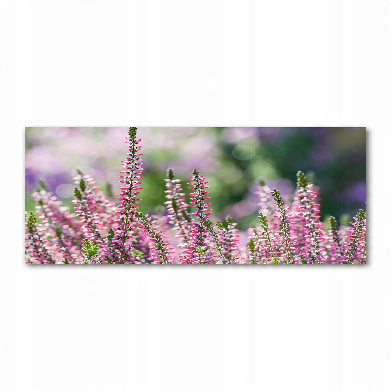 

Foto obraz akryl zdjęcie Kwiaty wrzosu 125x50 cm