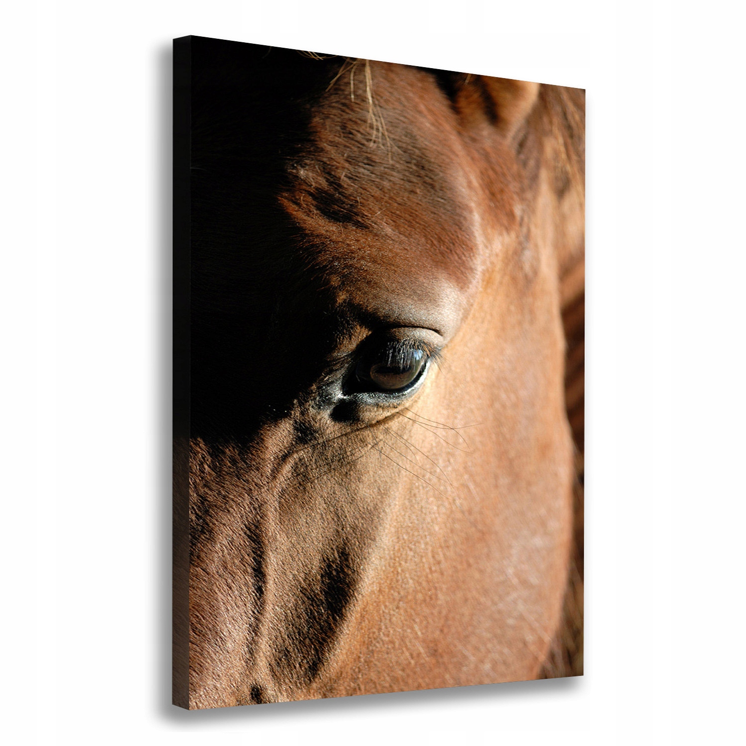 

Foto obraz canvas na ramie do salonu Koń 70x100 cm