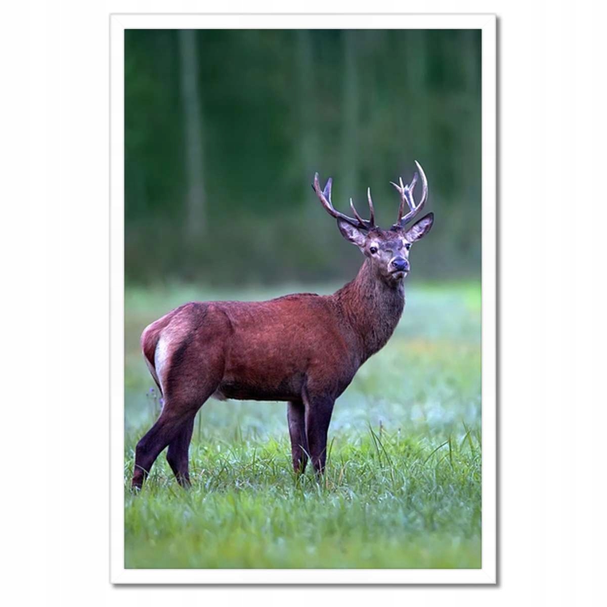 Plakáty v rámu 40x60 Jelen Jelení Les Krajina