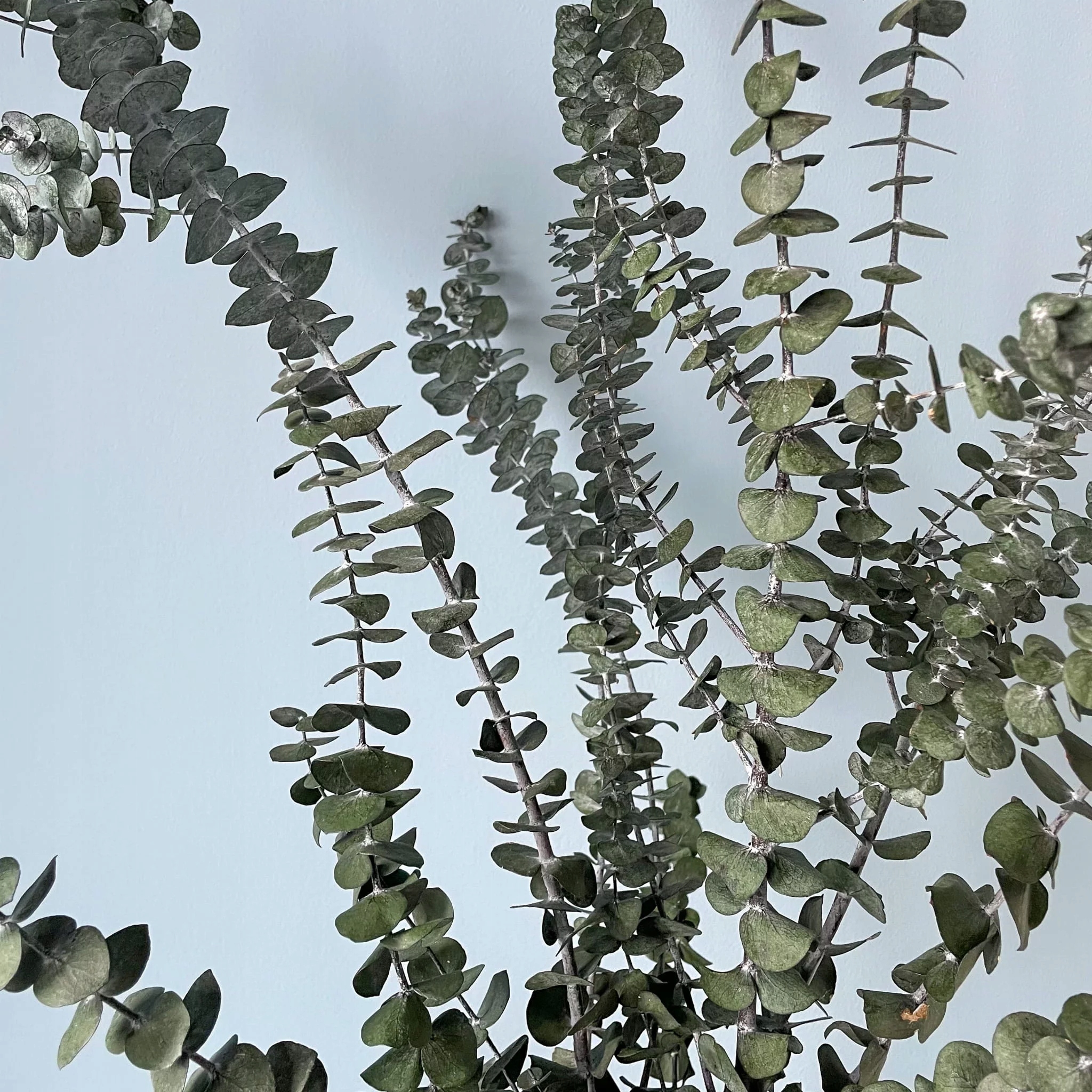 

Suszone kwiaty Suszki Eukaliptus Baby