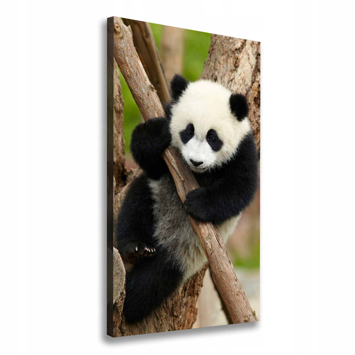 

Foto obraz na płótnie Panda na drzewie 70x140 cm