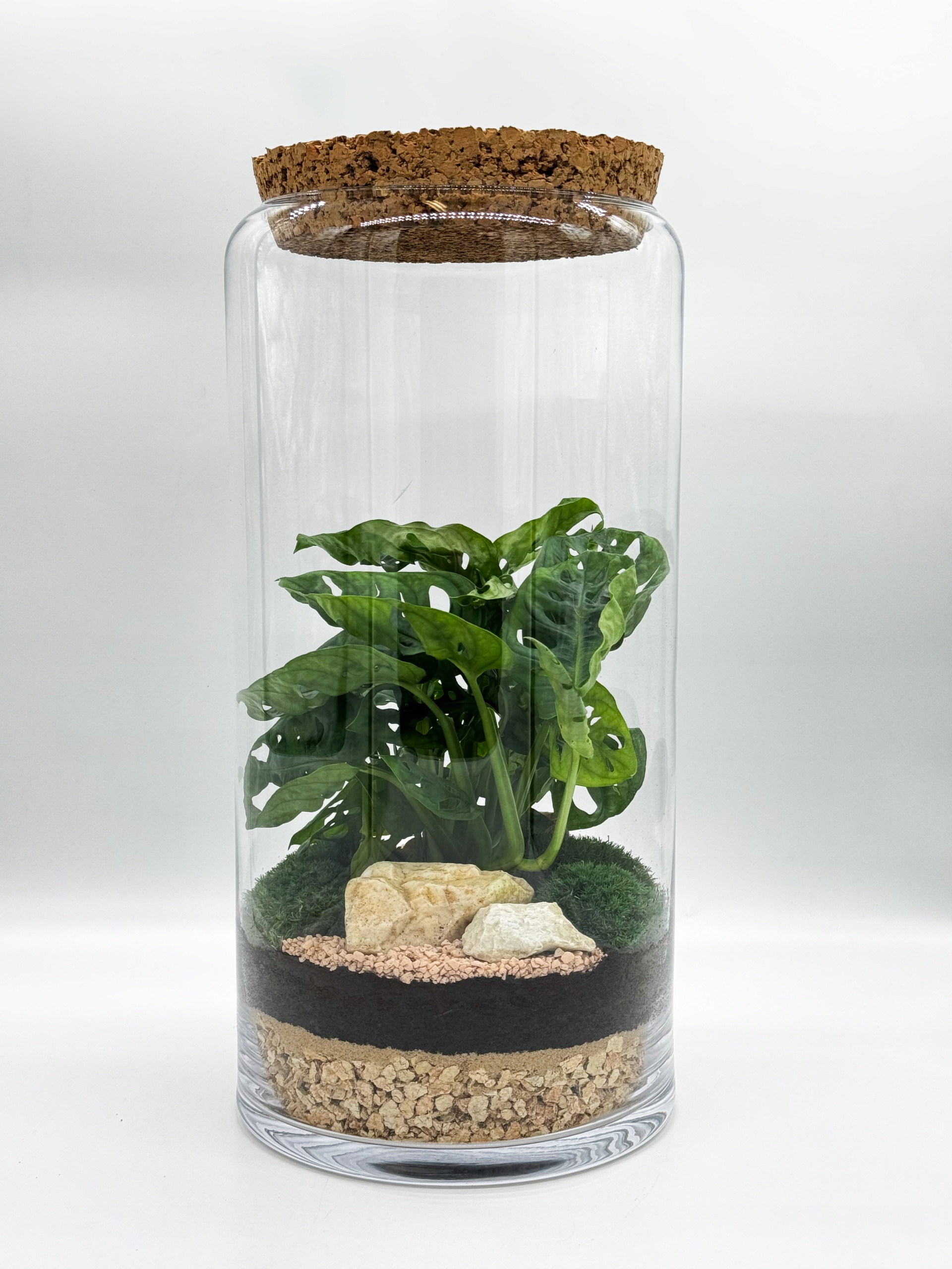 Les ve skle Hotová kompozice monstera XXL h 45 CM