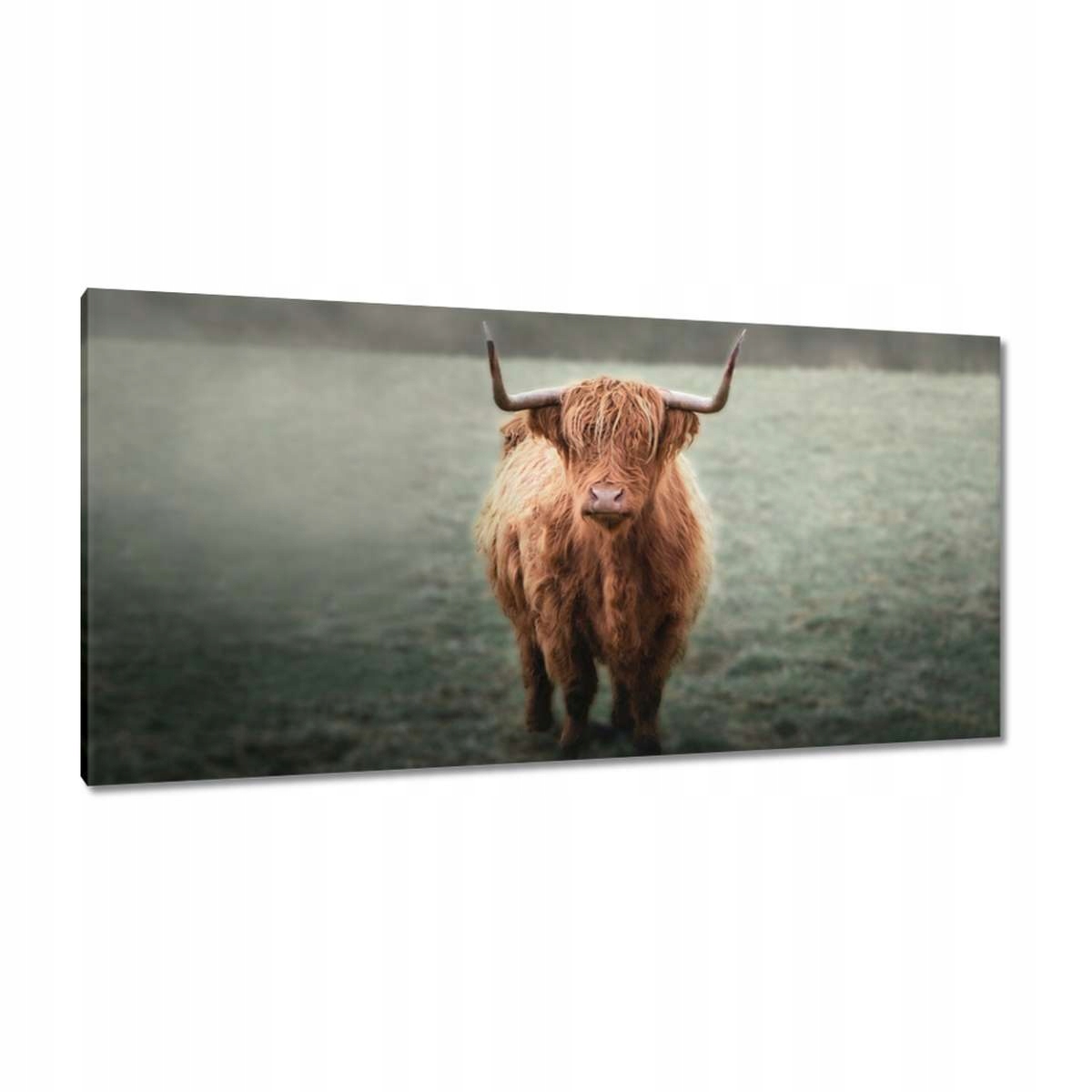 Obraz 115x55 Skotská chlupatá kráva