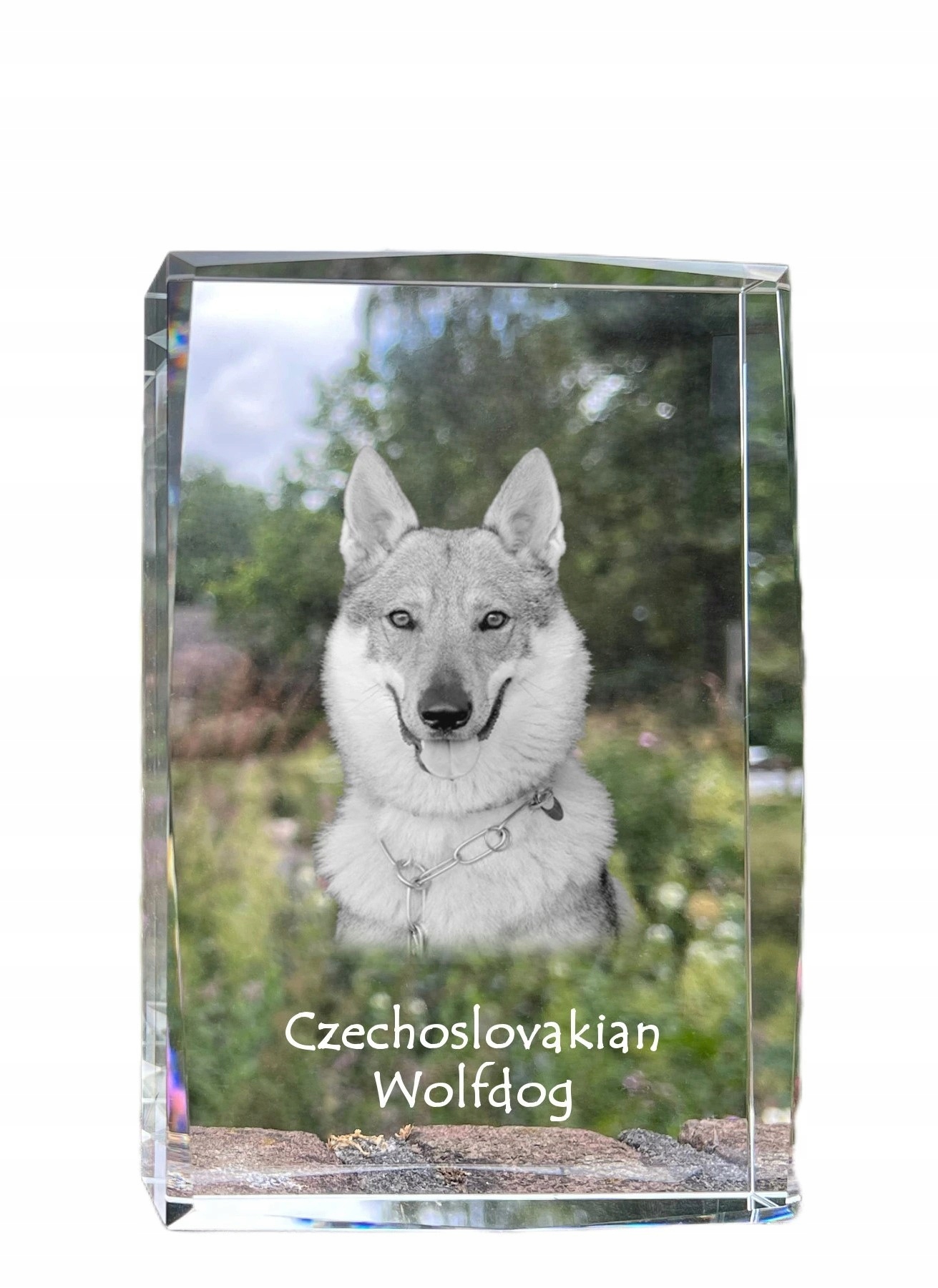 Vlčiak československý, fotografia psa v kryštáli, suvenír, trofej
