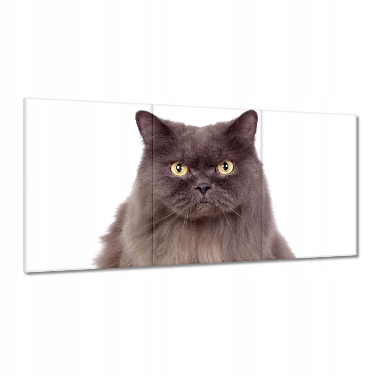 Obrazy 180x90 Mačka Mačičky Mačky Mačiatko