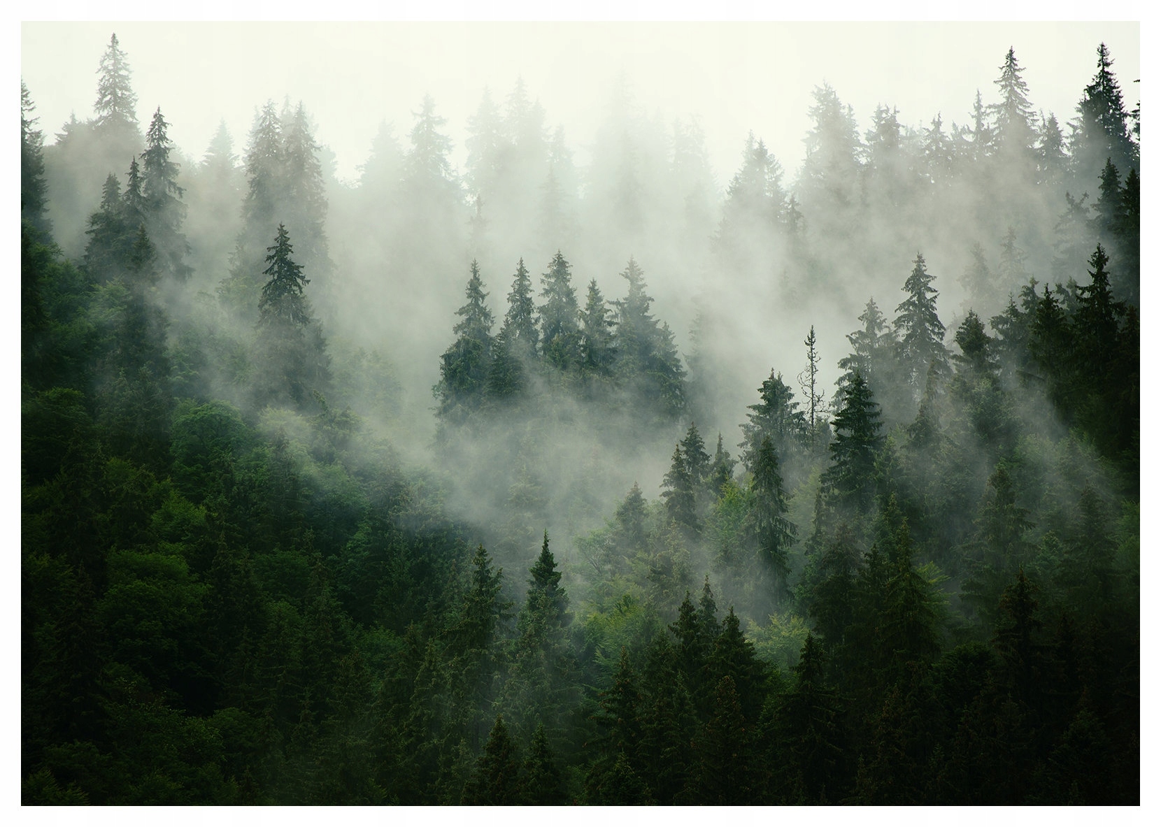 Fototapeta vlies Tajomný les lesná rozprávka mágia pokoja 350x250 lepidlo