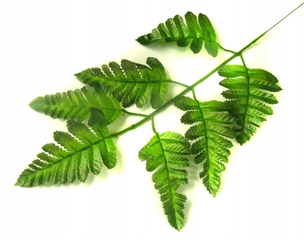 PAPROĆ Liść paproci Green LIŚCIE