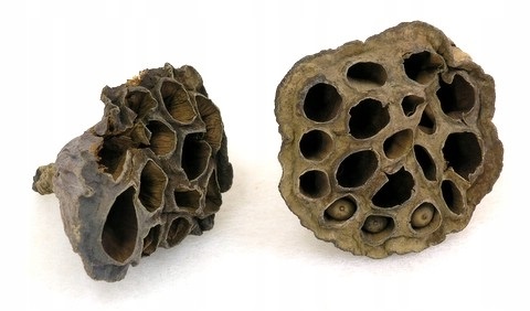 

Naturalny Kwiat Lotosu Ozdoba Terrarium 6-8CM