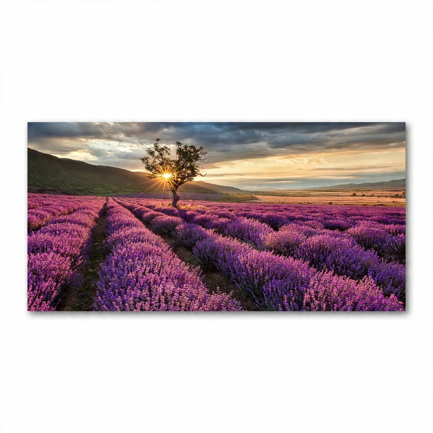 

Foto obraz akryl zdjęcie Pole lawendy 120X60 cm