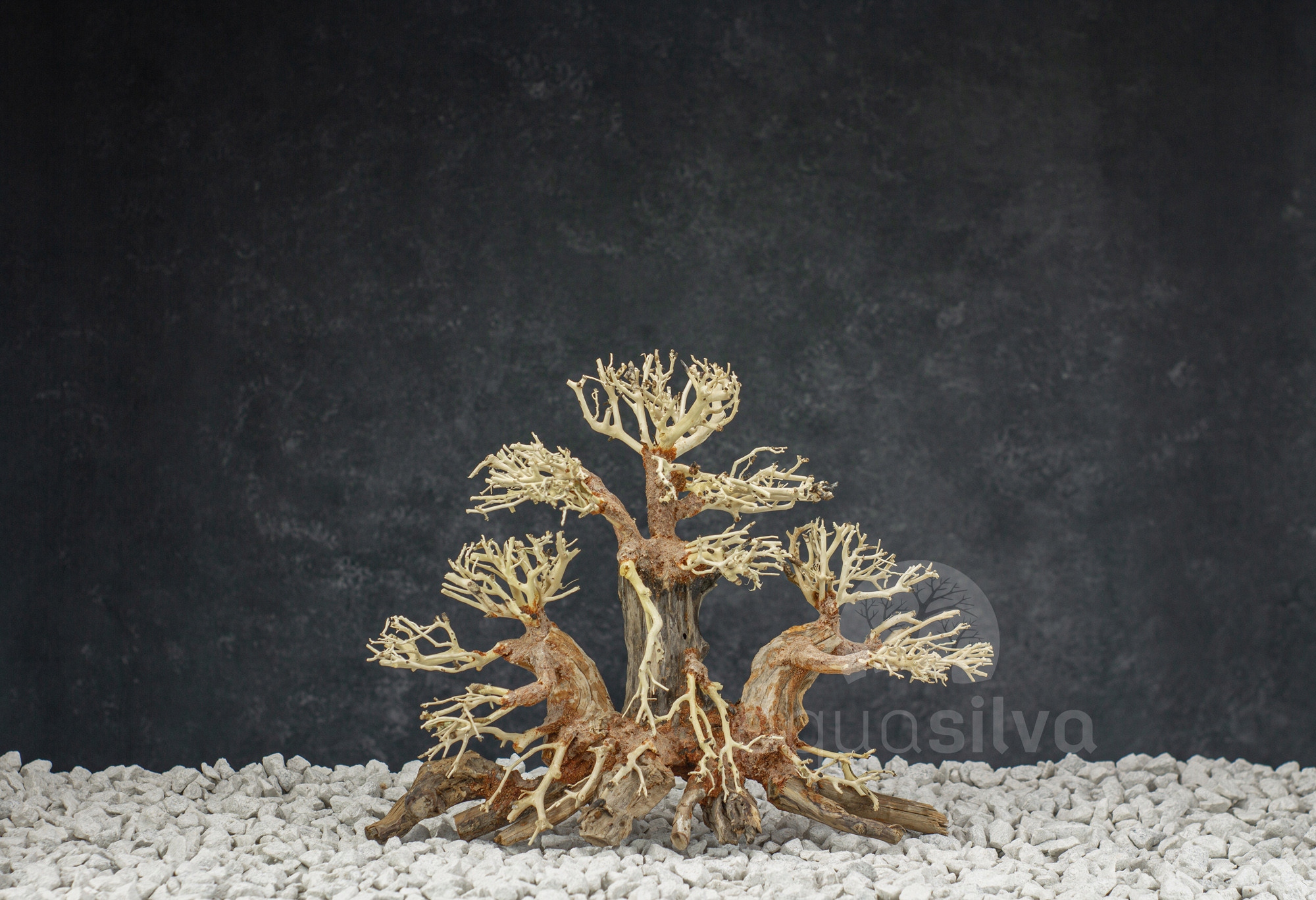 Aquasilva Bandipur akvarijní kořen stromek aqua bonsai