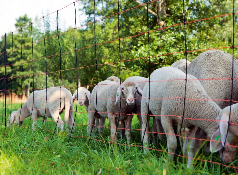 Elektrická Síť Pro Ovce Topline Net 50 M Výška 90 CM Kerbl