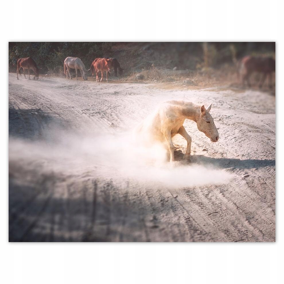 

Plakat 40x30 Koń Konie Jeździectwo