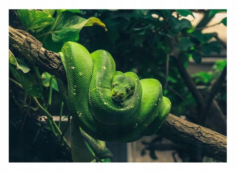 Fototapeta 3D Džungle Had Listy Zvířata 312x219