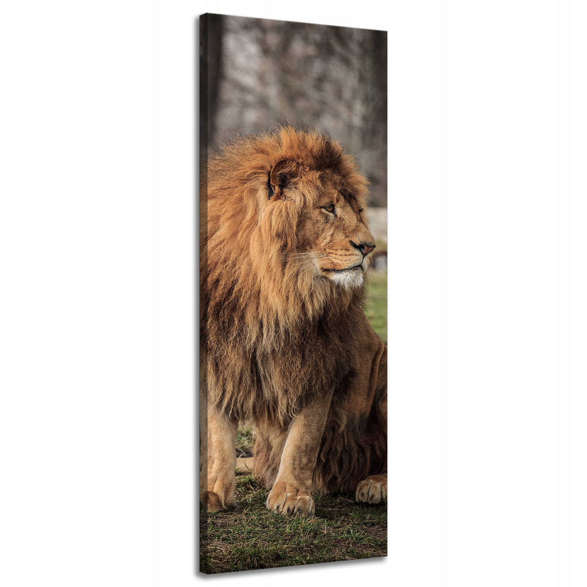 Obraz na plátně Pózující lev na pozadí přírody 40x120 cm