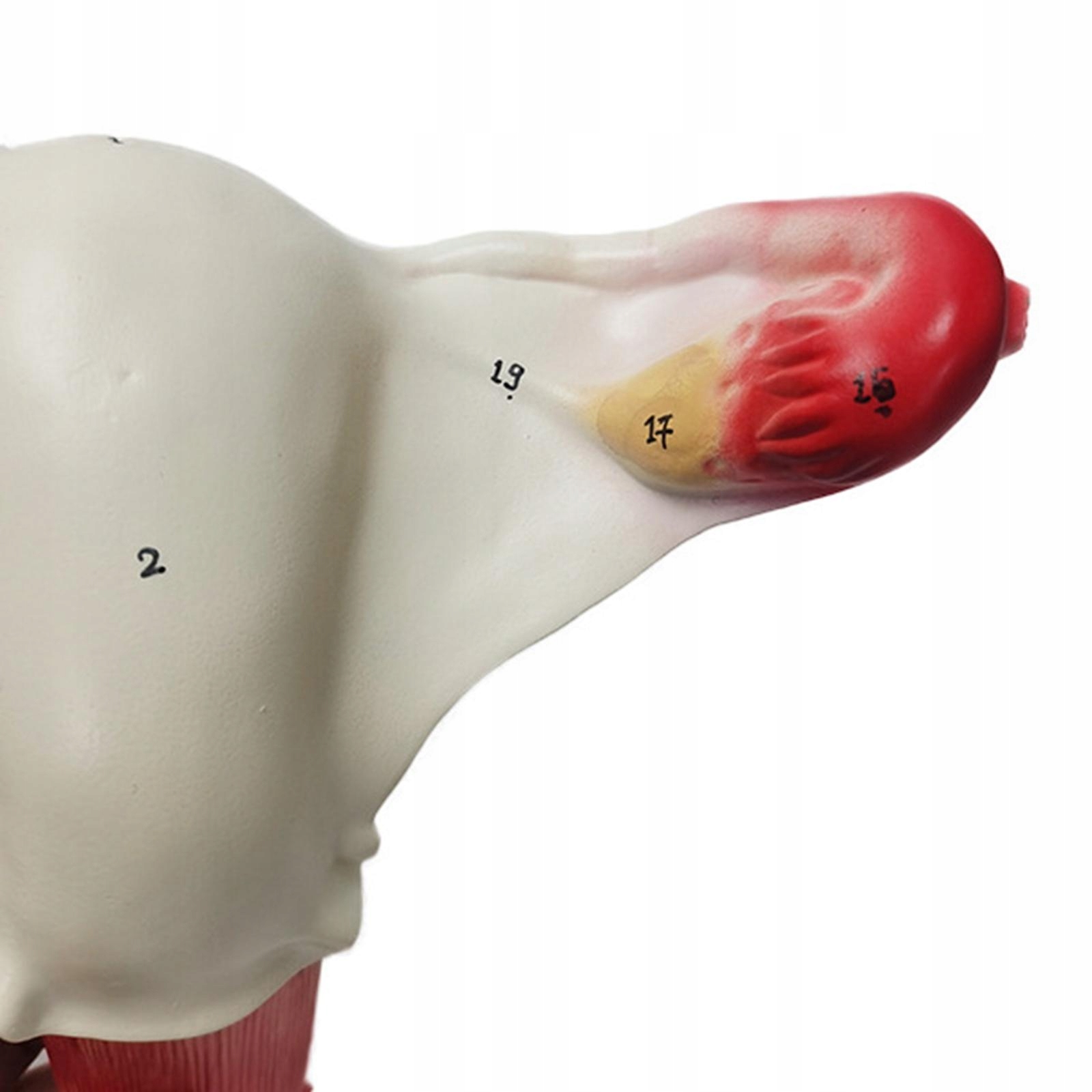 Model anatomiczny macicy i jajnika Model narządów rozrodczych Model anatomi Typ inny