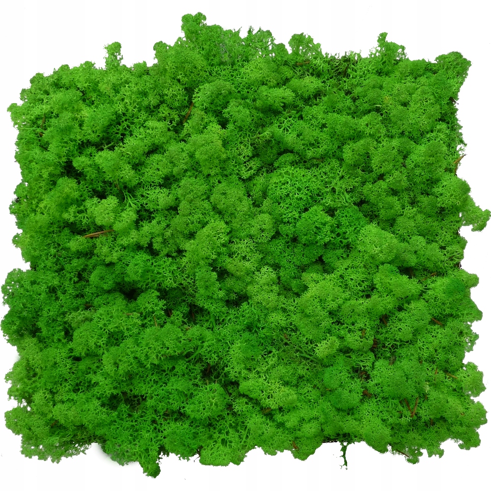 Mech Chrobotek Trawiasta Żywa Zieleń 600g