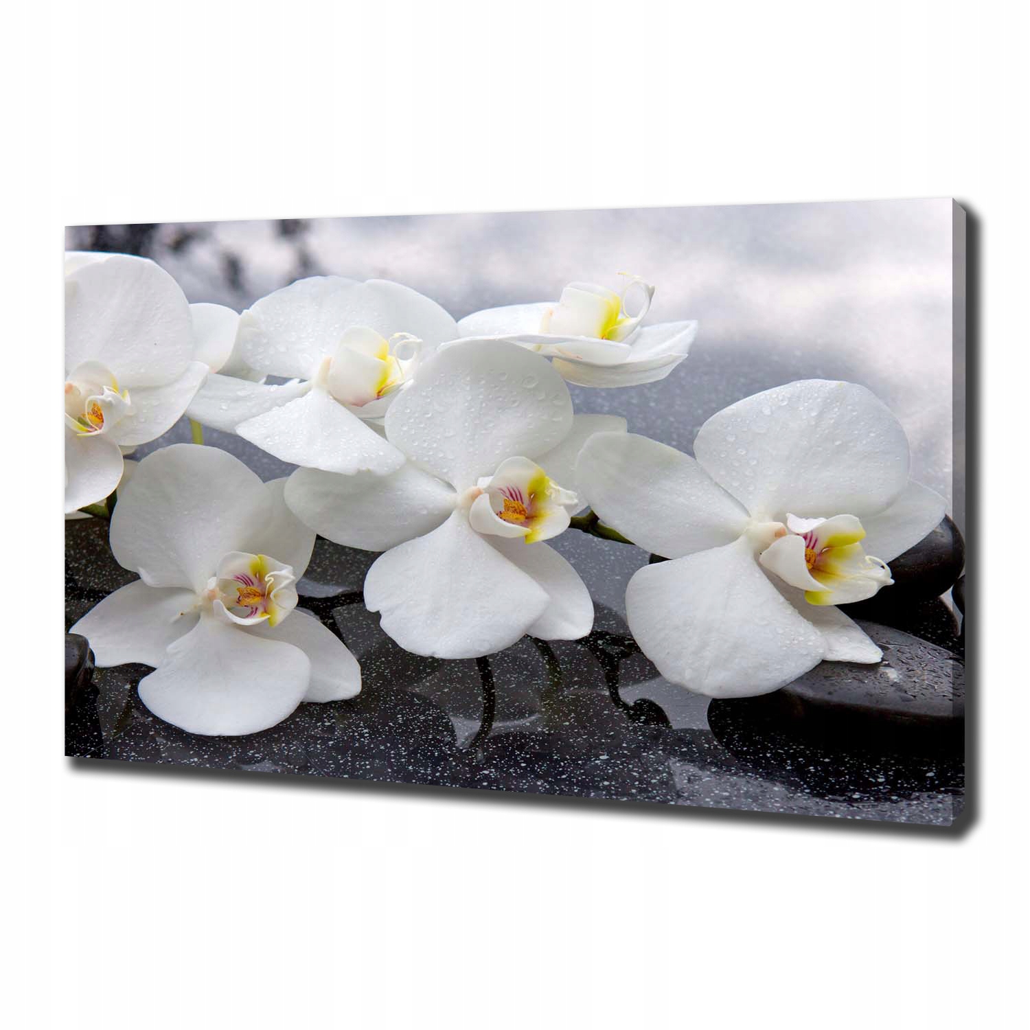 

Foto obraz canvas na ścianę Orchidea 100x70 cm