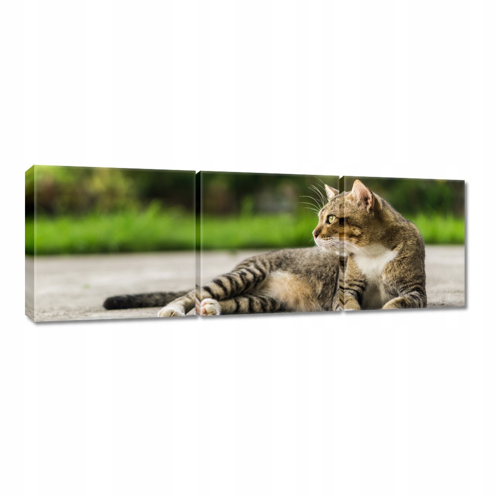 

Obrazy 60x20 Kot Kotek Kotki Koty