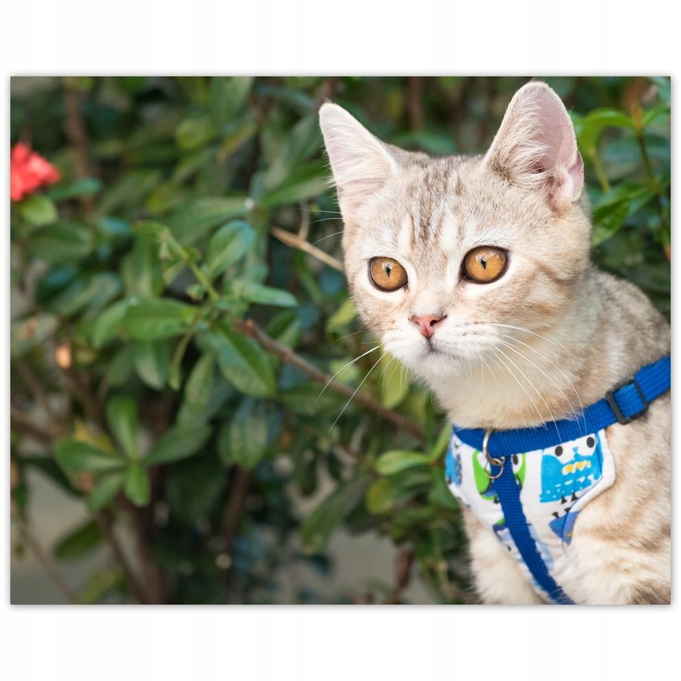 

Plakat 50x40 Kot Kotek Koty Kicia