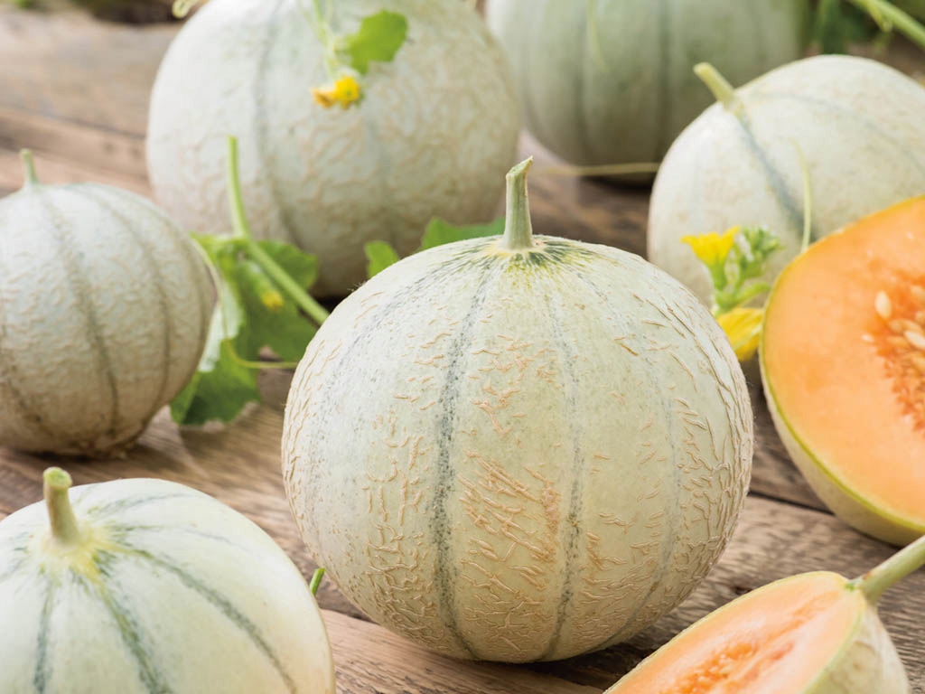 NASIONA MELON WCZESNY 'CHARENTAIS' 1 G • Cena, Opinie • Rośliny