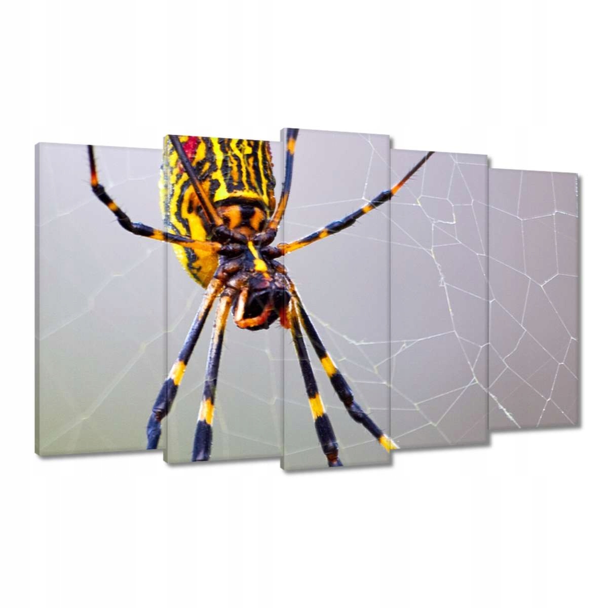 Obrazy 100x60 Zvířata Zvířátka
