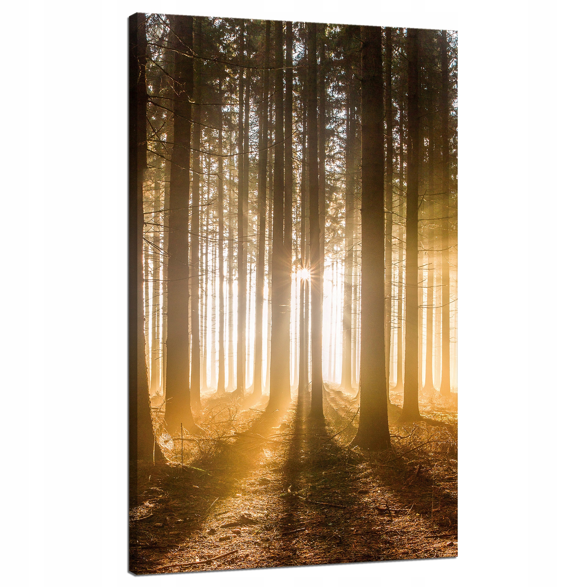 Obraz na plátně Slunce v lese Světlo Stromy 70x120 cm