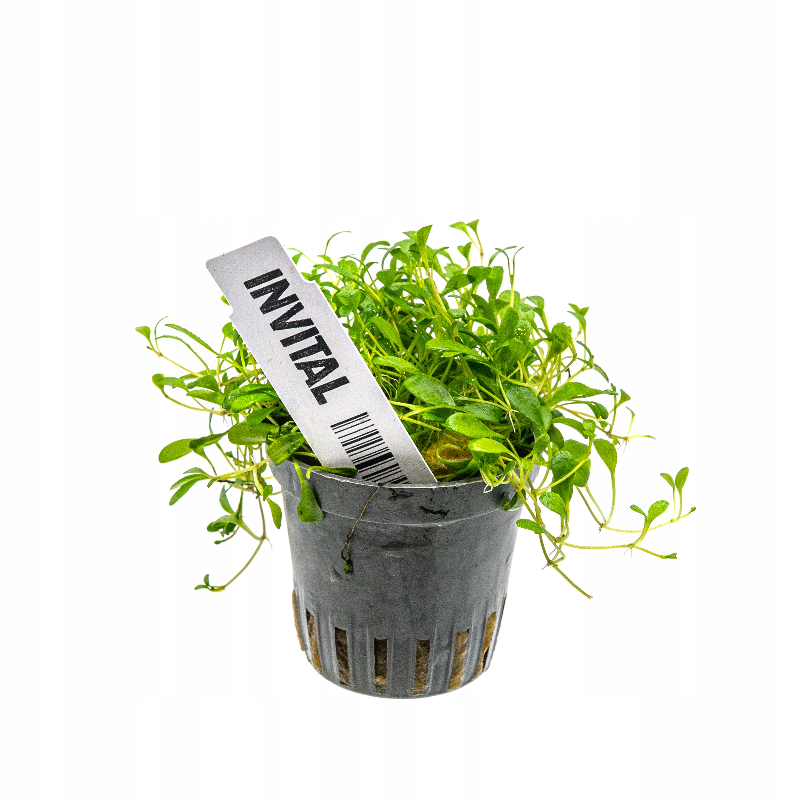 INVITAL Glossostigma elatinoides koszyk Ø 5,5 cm