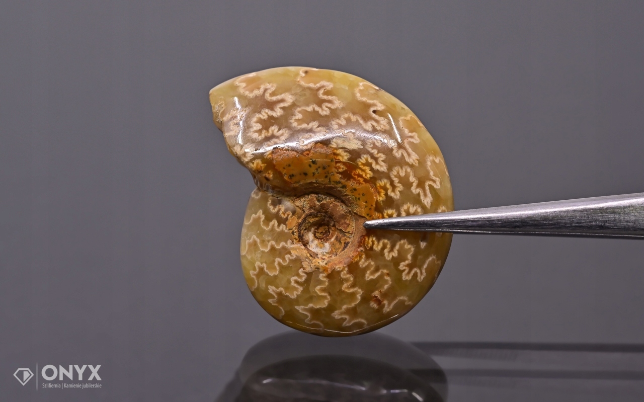 Amonit z Madagaskaru nepravidelný 28x22 mm