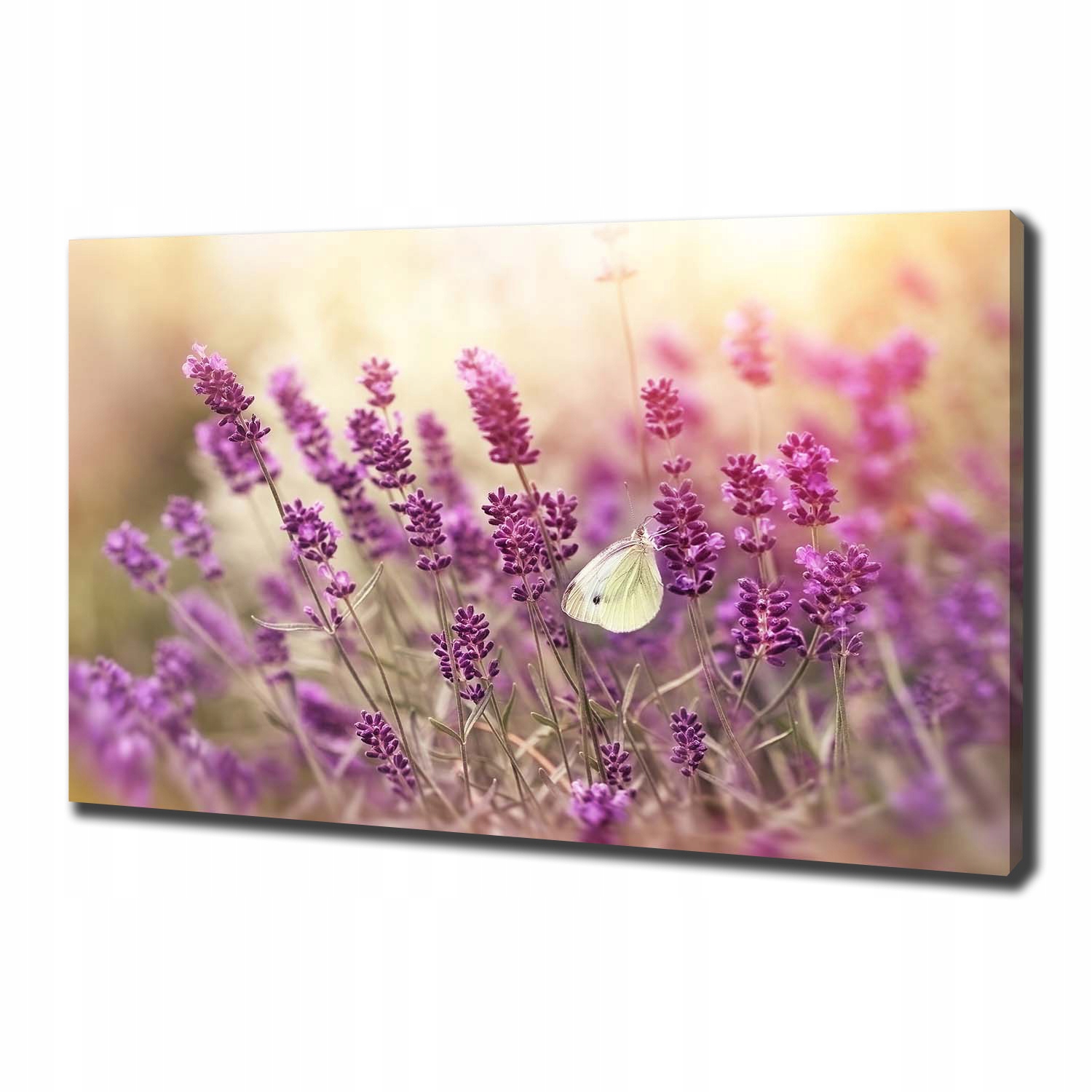 

Foto obraz canvas na ścianę Lawenda 100x70 cm