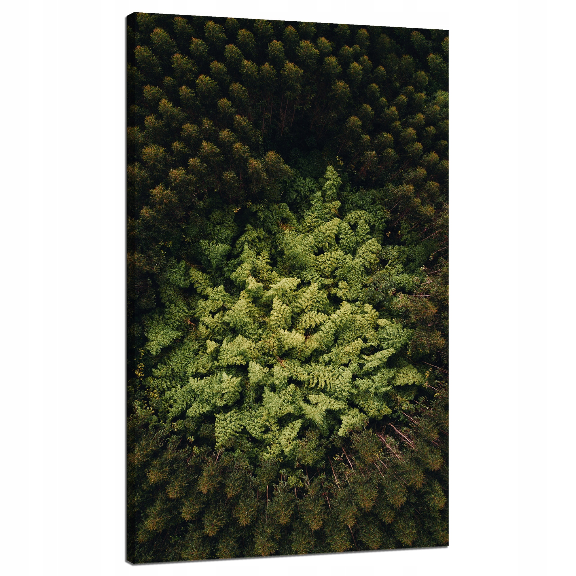 Obraz na plátně Příroda Stromy z letu ptáka Letecké záběry lesa 70x120