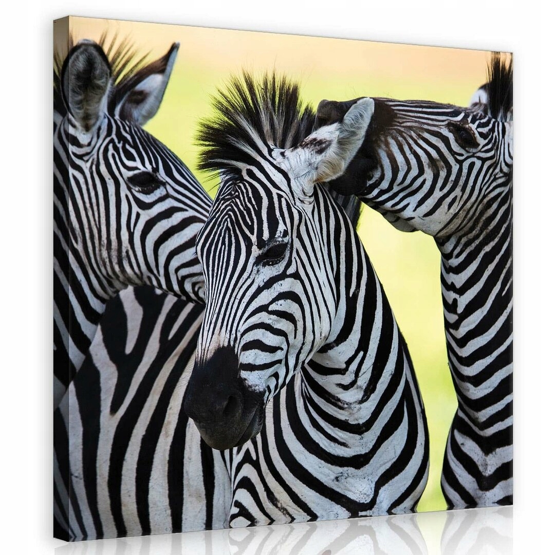 Obraz 80x80 Zebra příroda divoká příroda zvířata pruhy Afrika savana