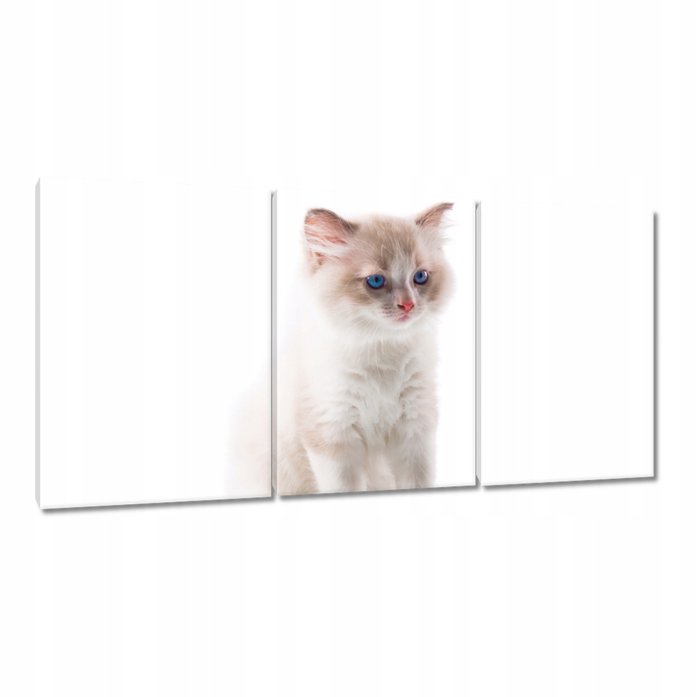 

Obrazy 120x60 Kotek Kotki Koty Kicia