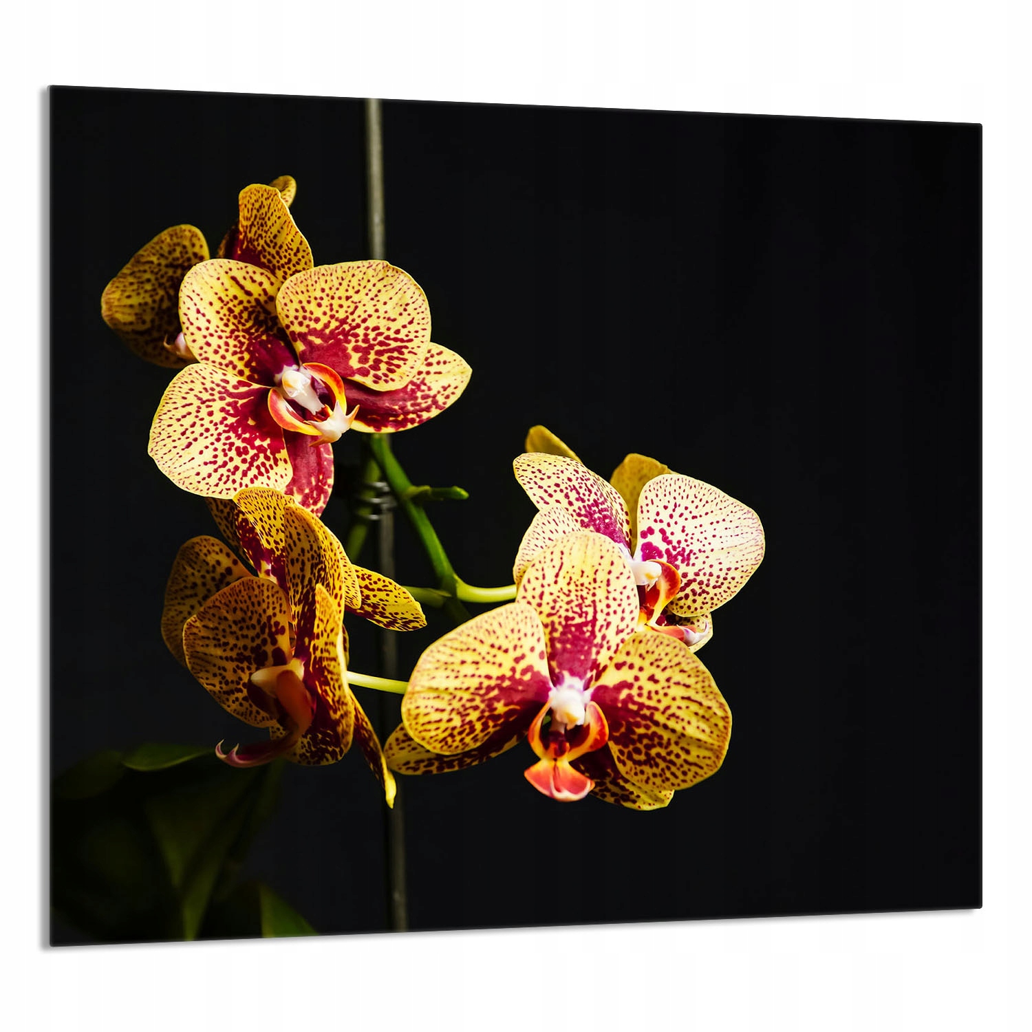 Skleněný Panel Do Kuchyně 65x60 Orchidej Tvrzené Sklo