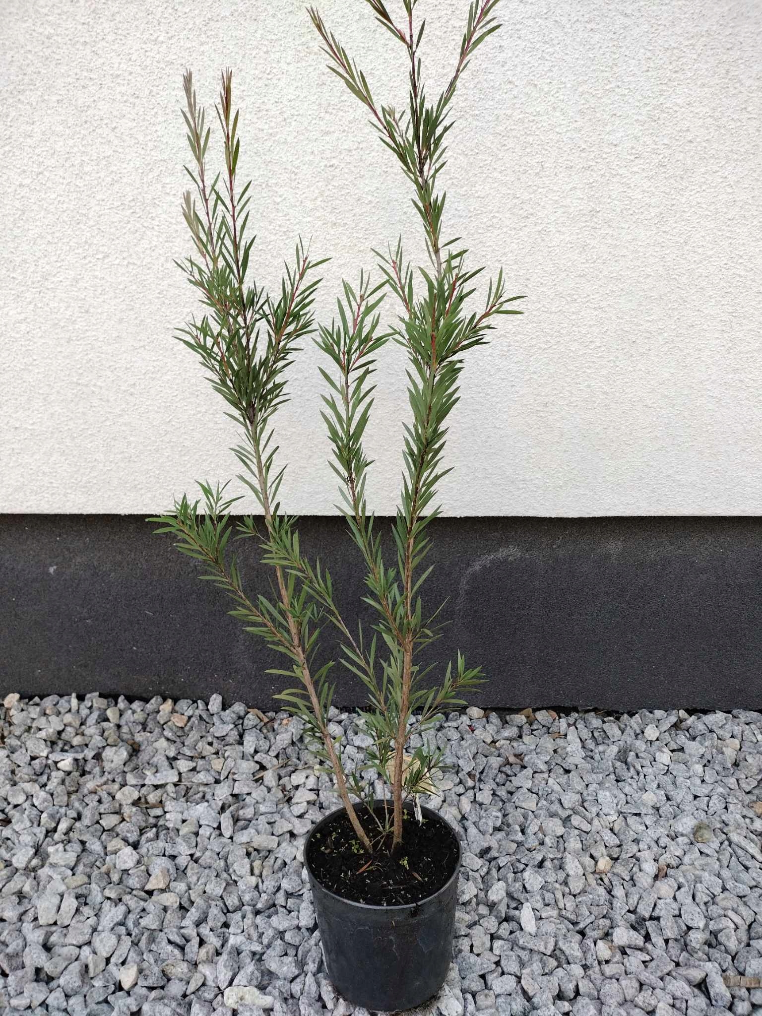 KUFLIK Callistemon Mauve Mist 2L ok.70-90 cm Producent inna