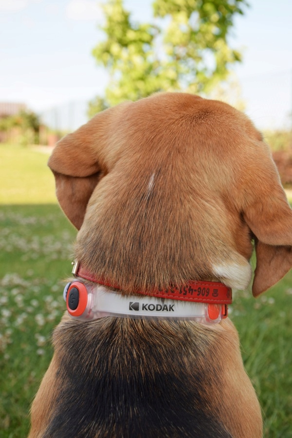 OPASKA ODBLASKOWA LED DLA BIEGACZA LAMPKA SPORTOWA SILIKONOWA Kolor dominujący pomarańcze i czerwienie