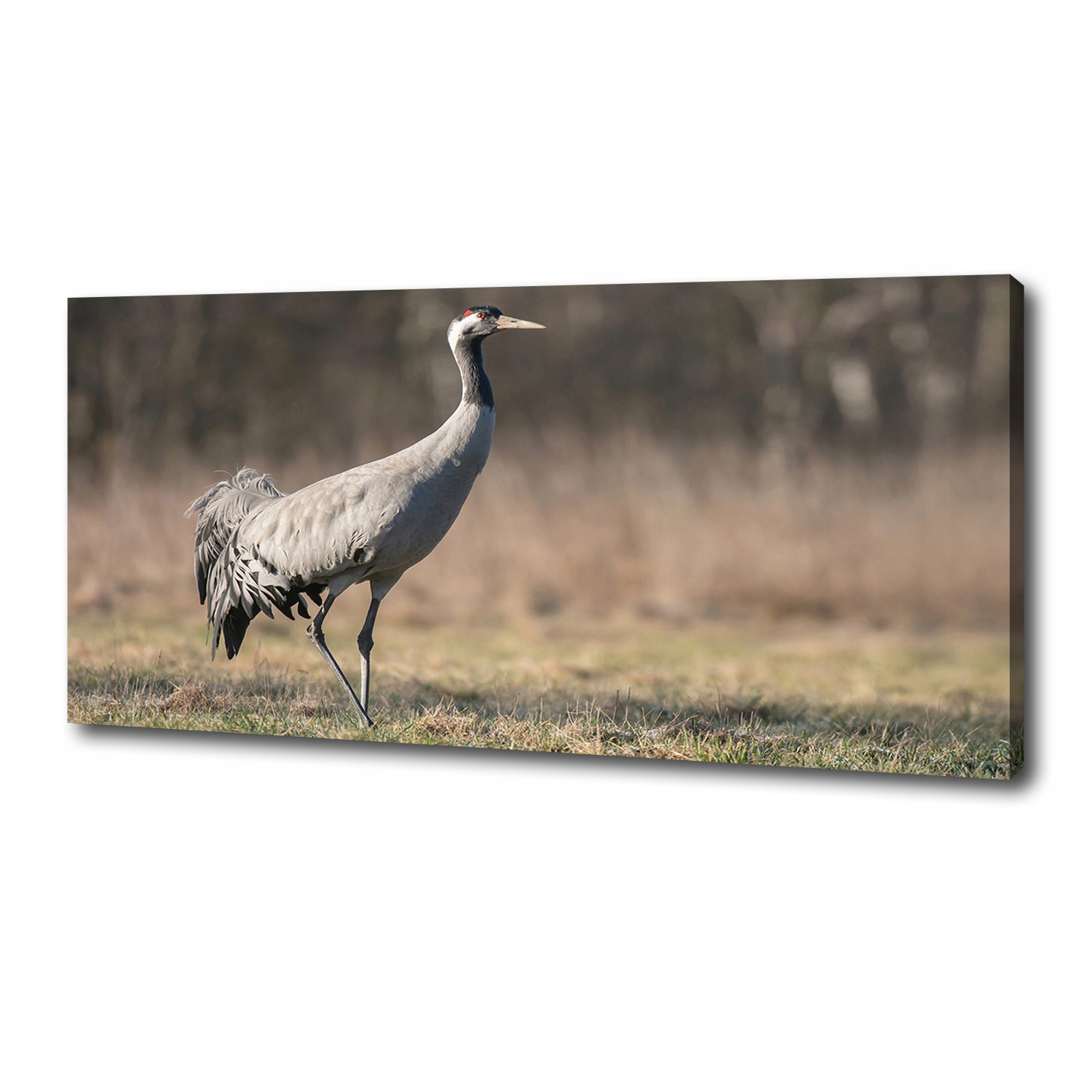 

Foto obraz duży canvas na ścianę Żuraw 125x50 cm
