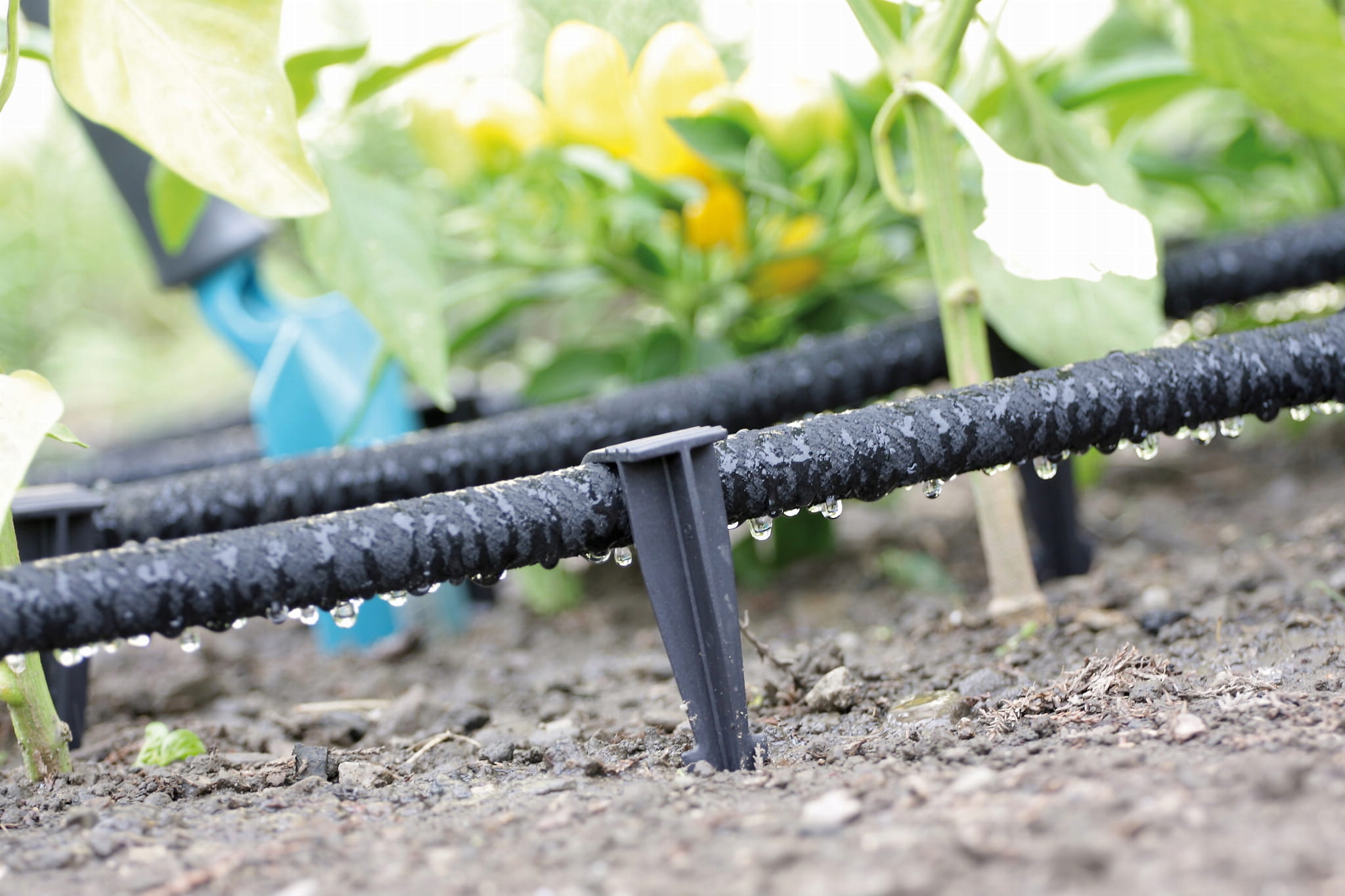 KOŁKI DO LINII KROPLUJĄCEJ do węża nawadniającego nawadniania16 mm 100 szt Marka Iglaco