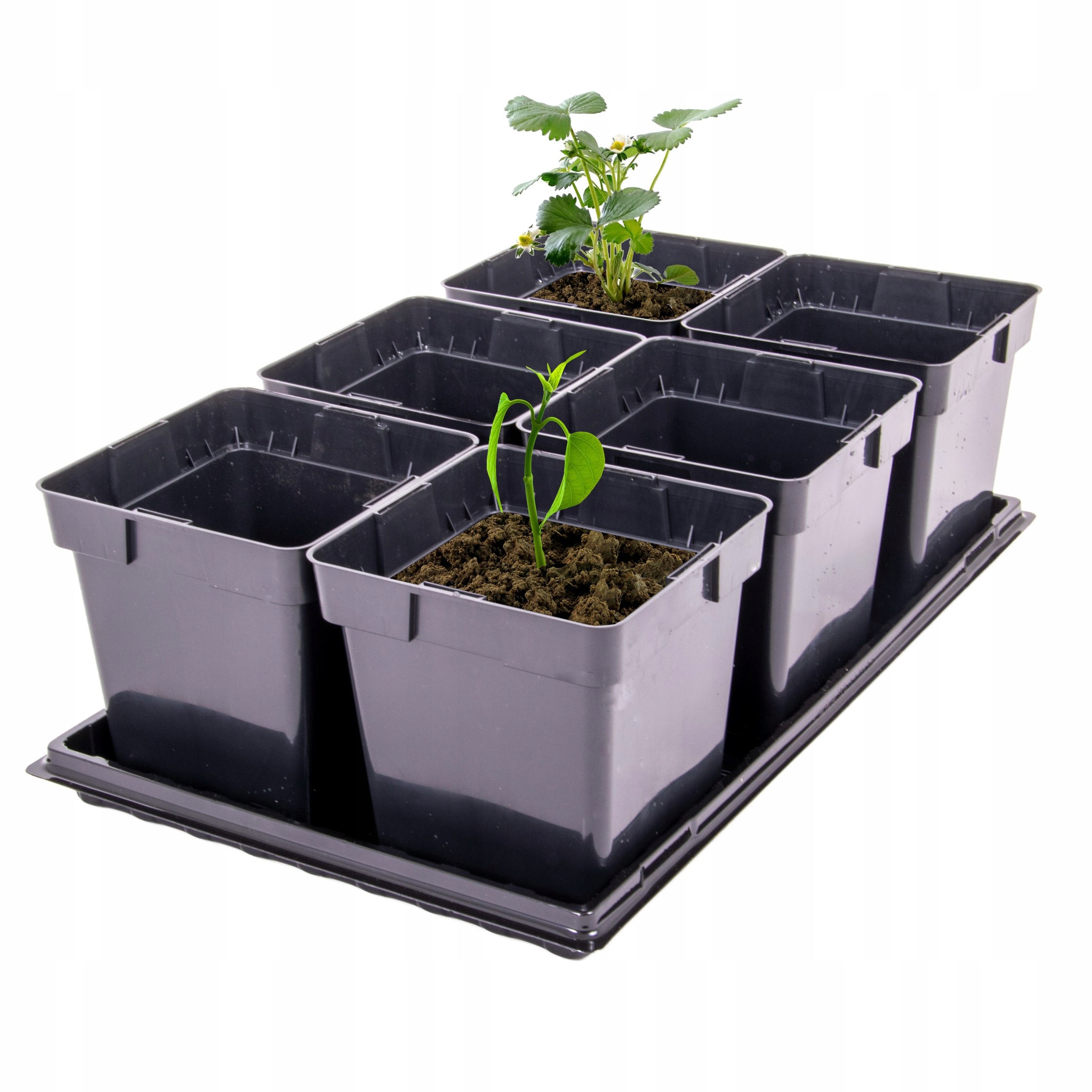 

Doniczki do wysiewu 6x3L z tacką 35 mm