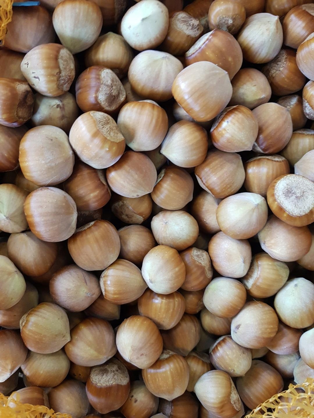 Levně Polské Lískové Ořechy Ve Skořápce 5 Kg Sklizeň 2025 Čerstvé