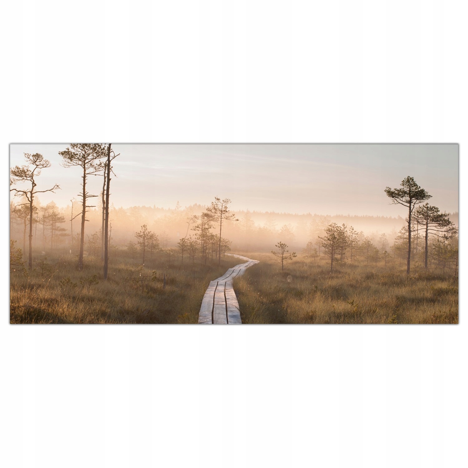 

Obraz na szkle Foto Droga Las Zachód Słońca 125x50