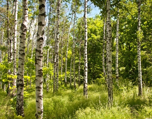

Fototapeta flizelina na wymiar Wiosna lasu