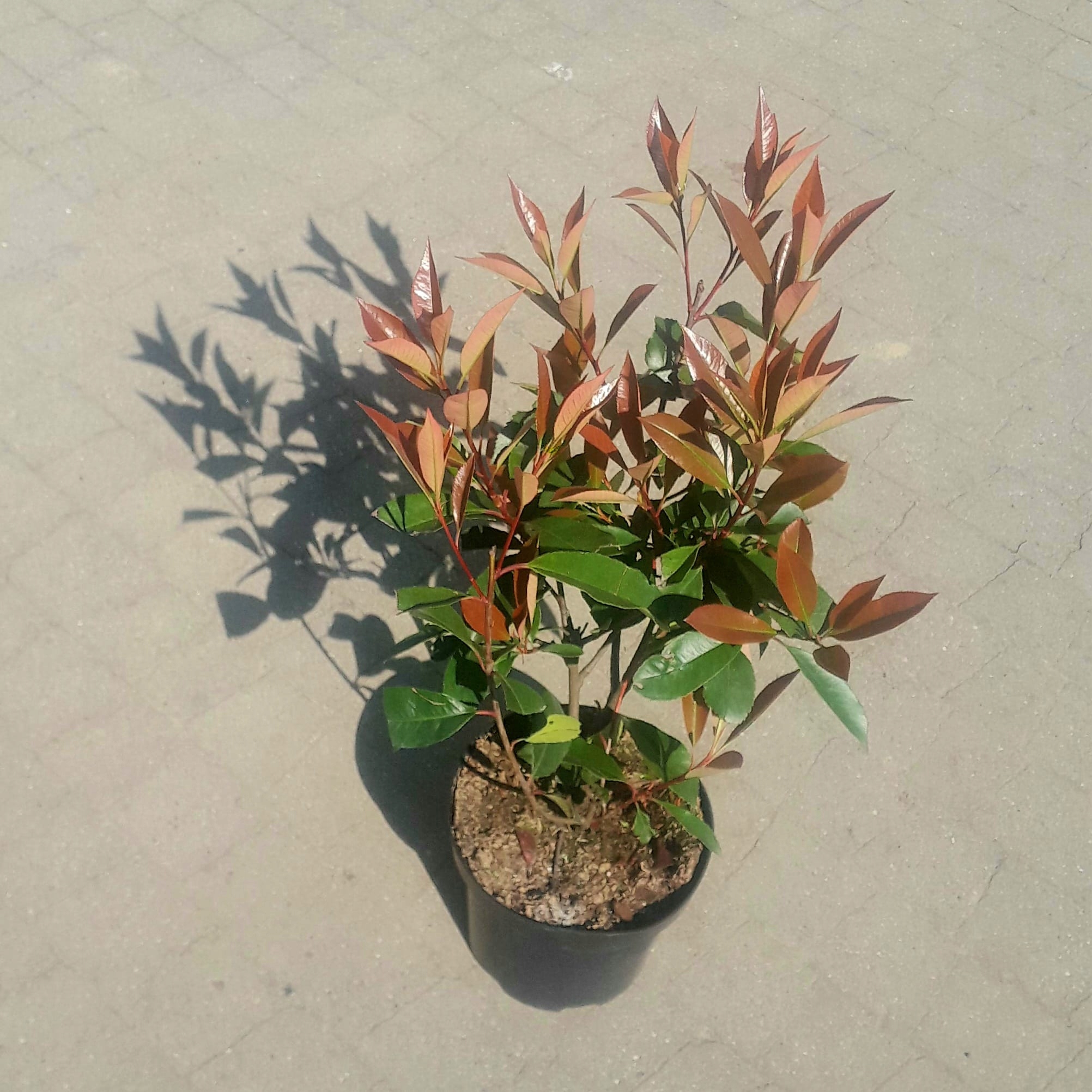 GŁOGOWNIK FRASERA RED ROBIN PHOTINIA DONICA P9 DUŻE SADZONKI