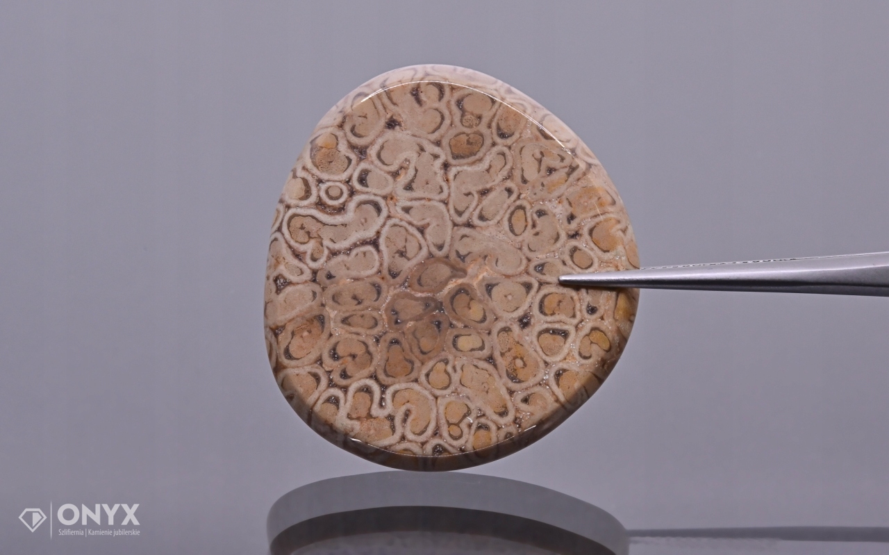 Zkamenělá dlaň konvexní nepravidelná dlažba 32,5x30,5 mm