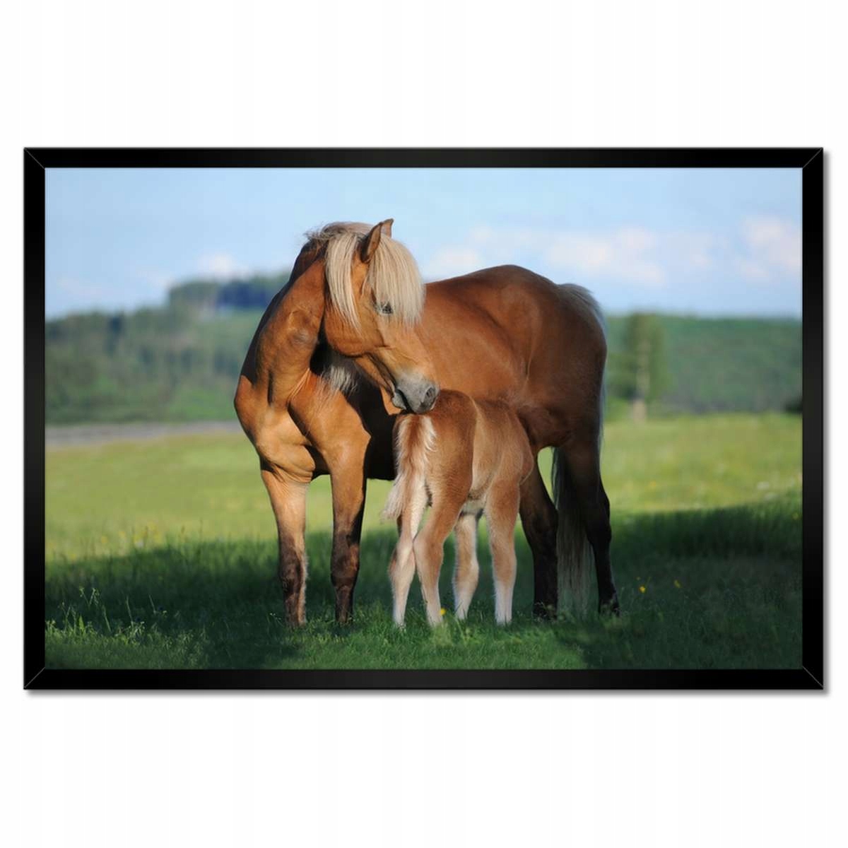 Plakáty v rámu 60x40 Kobyla a hříbě